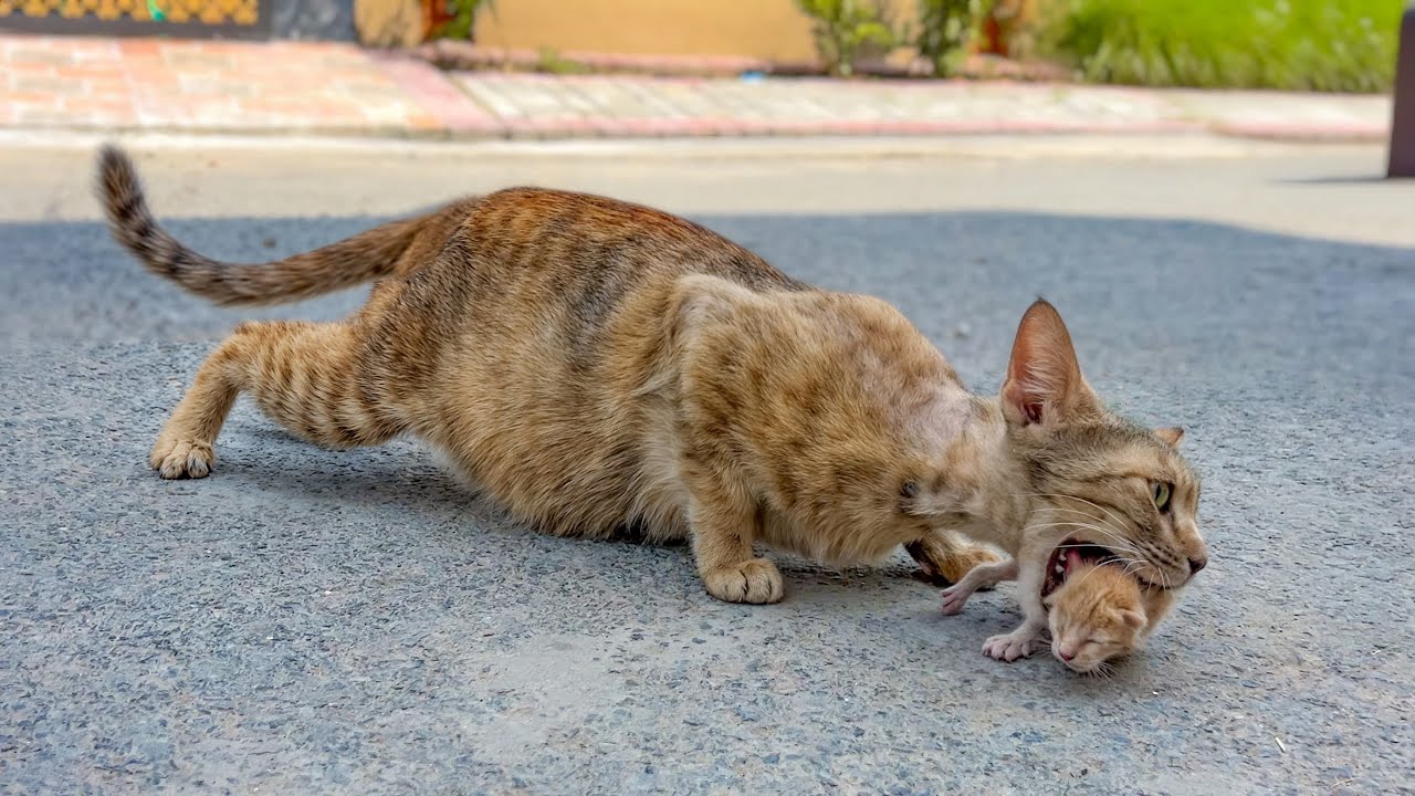 She kept her little ones hidden, staying close with care.