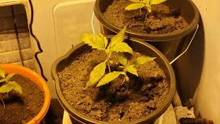 Guava zkittlez Autoflower 💥💢💥💢💥