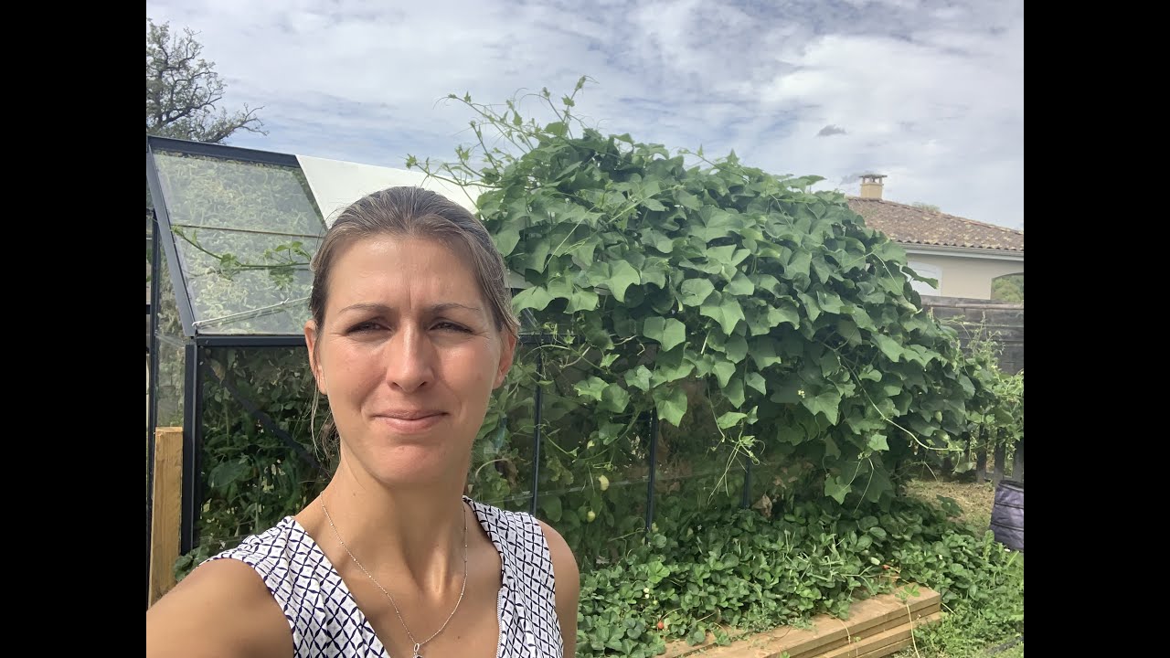 RETOUR ET TOUR DU POTAGER 2 MOIS APRES