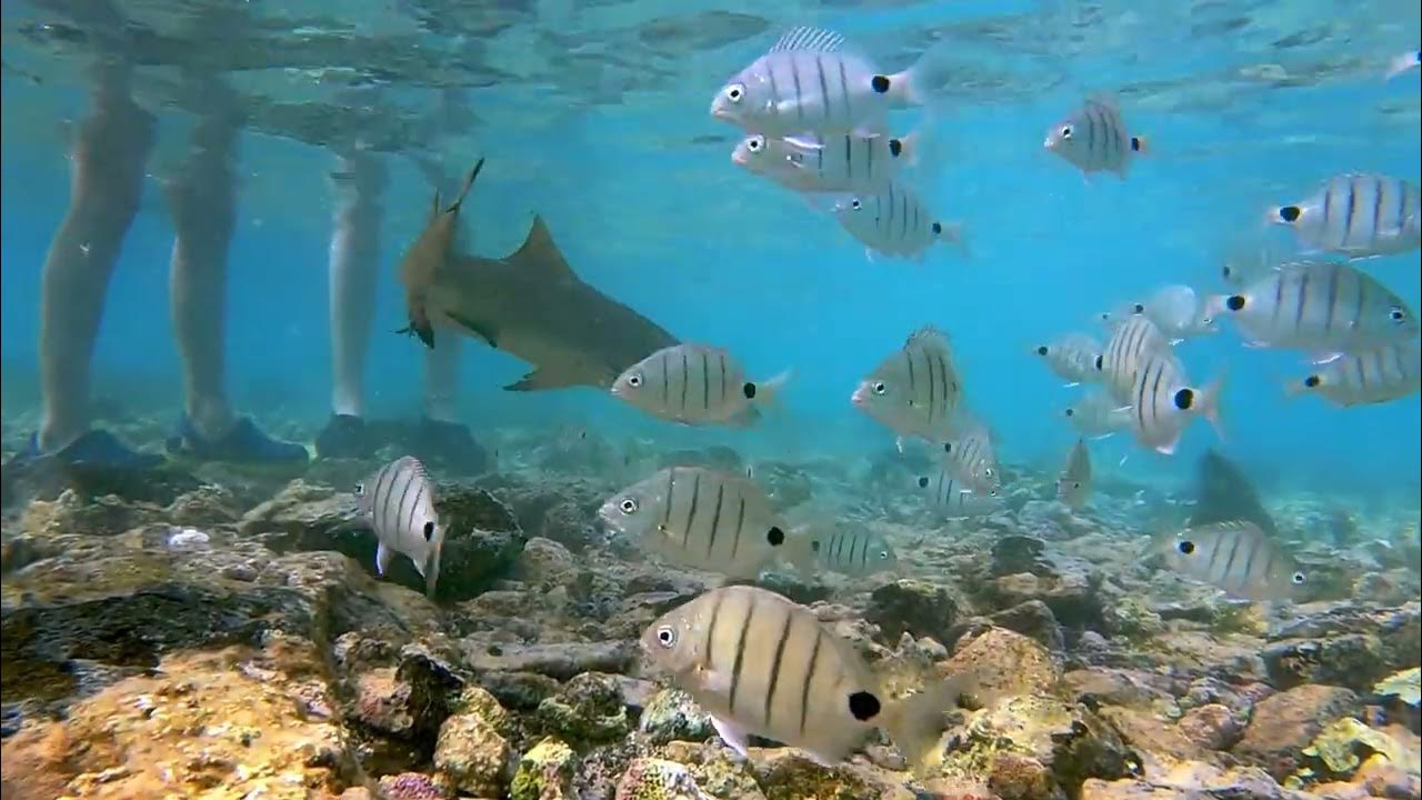 Cape Verde Shark bay. Lemon sharks. January / February 2022 YouTube