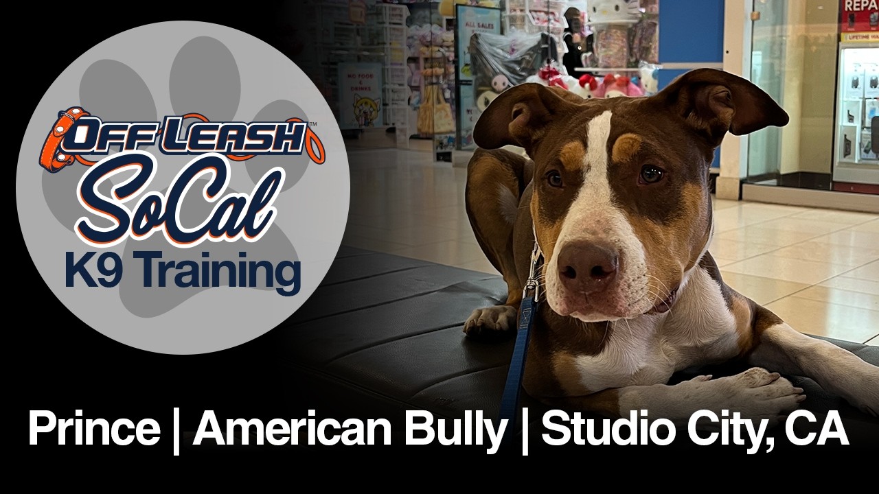 American Bully Dog Training | Prince | Studio City, CA