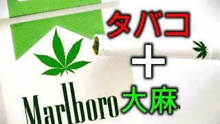 合法 タバコ 大麻 スプリッフを紹介 Youtube