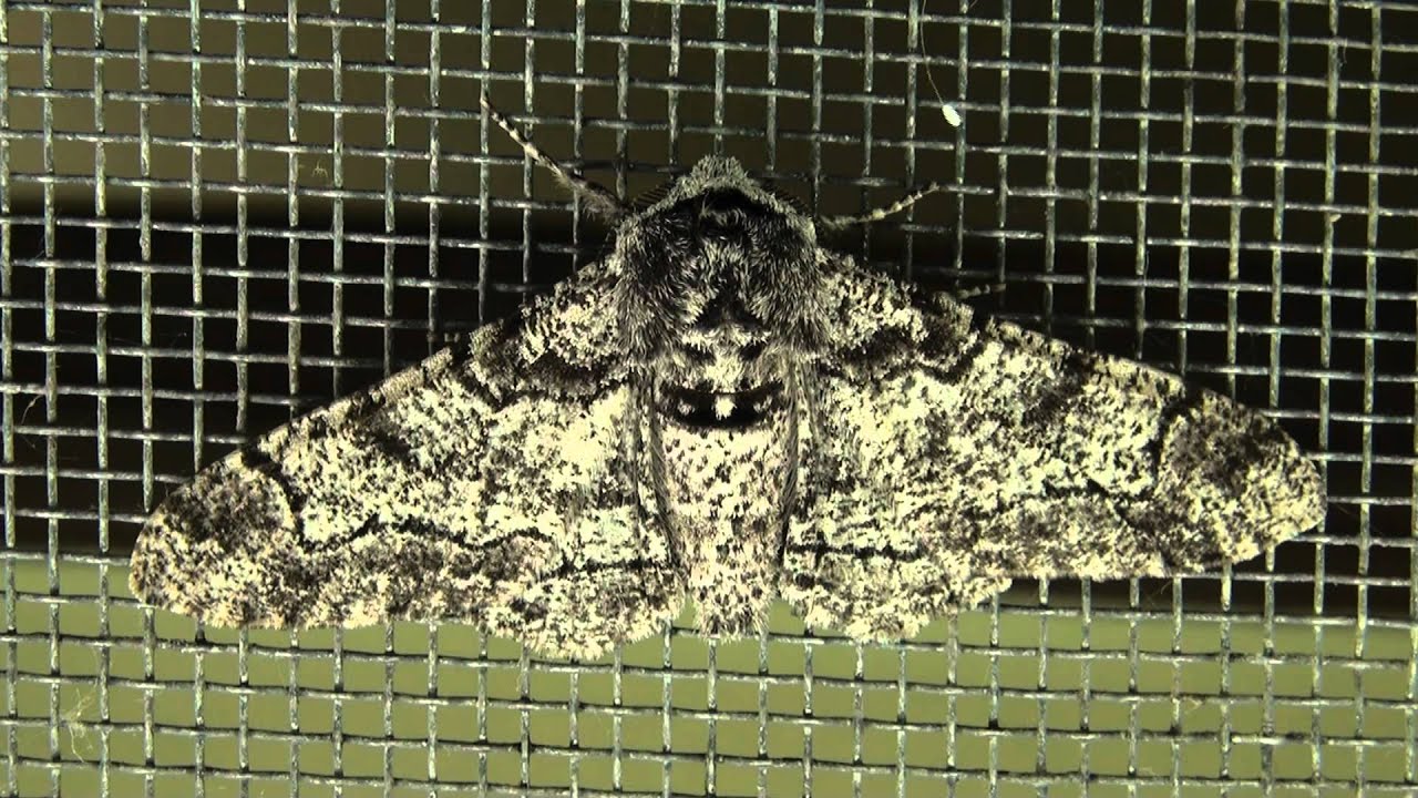 Peppered Moth (Geometridae: Biston betularia)