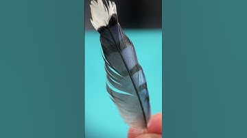Feathers under the microscope are amazing