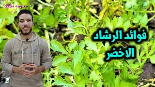 فوائد الرشاد الاخضر للجسم والامراض التى يقى منها الرشاد او الثفاء الاخضر فوائد واستخداماته عجيبة ؟؟