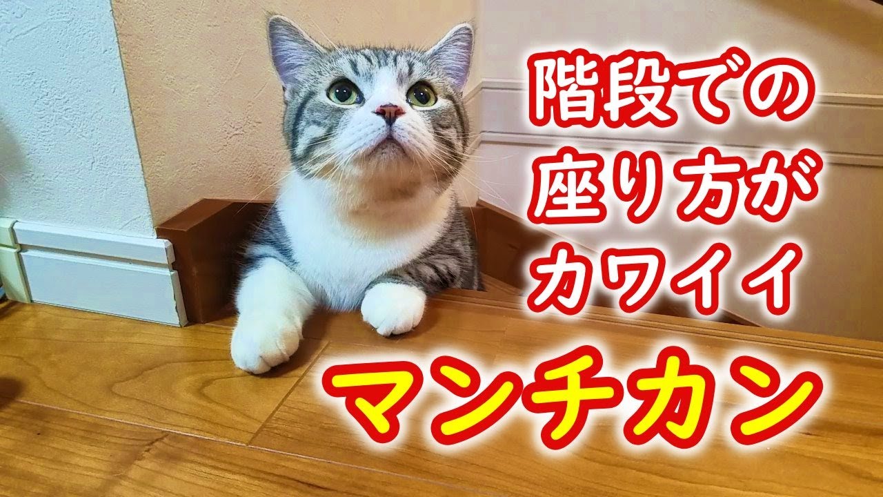 階段での座り方がカワイイ 猫 マンチカン A Ways Of Sitting Youtube