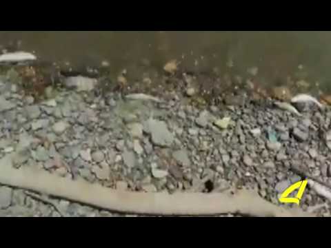 მტკვარმა ასობით მკვდარი თევზი გამორიყა 21- 07- 2017