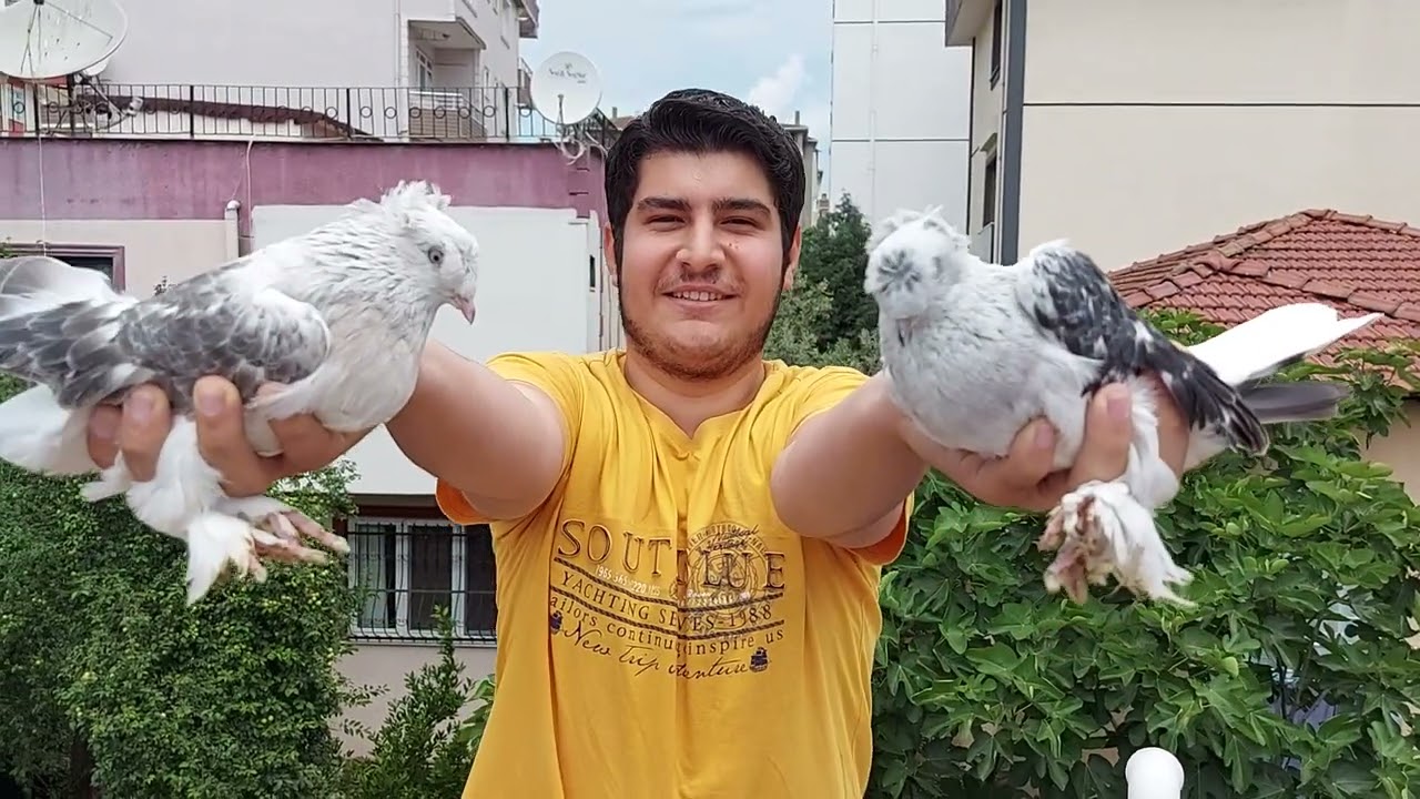 Siz Çekilişlere KATILMAYIM. Ufuk Erkete de. İçmeler Taklacı Güvercin Kümesleri. İçmeler Oyun Kuşu.