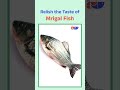 Relish The Taste Of Mirgal Fish | Fishery News