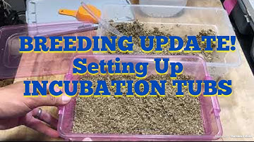 HUGE BALL PYTHONS, SETTING UP INCUBATION TUBS!! EGGS AND MORE....!!!