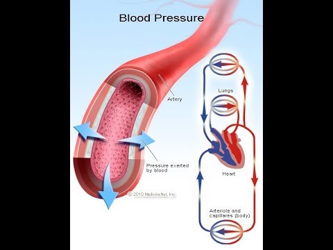 Cardiovascular System: Blood Pressure Regulation - YouTube