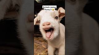 Animals Memes Funny 2 | Meme hewan ketawa #funny #animals #memes #lucu #hewanlucu #shorts