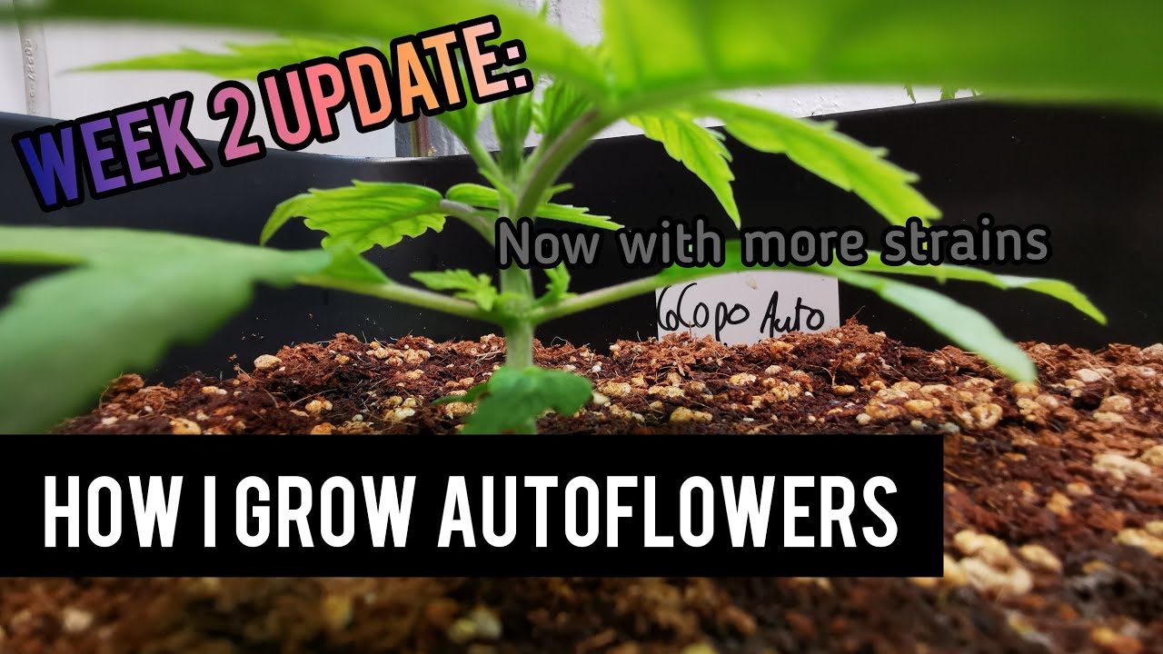 How i grow autoflowers: Week 2 for the Cocopopo autoflower grow.