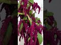 amaranthus #flowers #sunflowerland #babysbreath #music