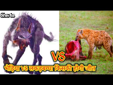 भेड़िया VS लकड़बग्घा किसकी होगी जीत (Wolf VS Hyena)|#shorts #facts #animals #fight #wolf #hyena #new