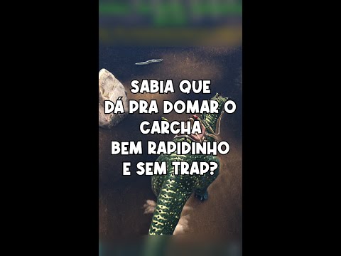 Vídeo: 