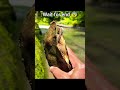 Rescuing a Struggling Turtle | Back to Freedom in the Water 🌊 #survivalskills #junglelife #shorts