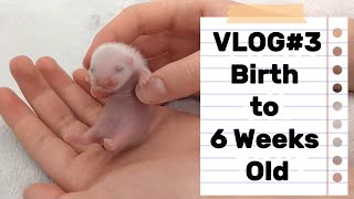 Ferret BREEDER Diary  #3 Kit Development Birth to 6 Weeks