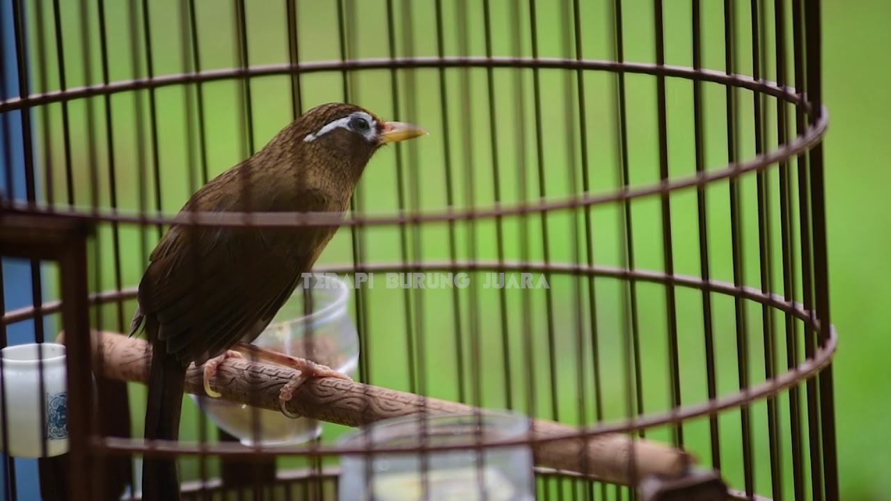 Suara Pancingan Wamei Wambi Jantan Manggil Betina Youtube