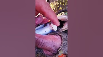 Cá rồng sinh sản