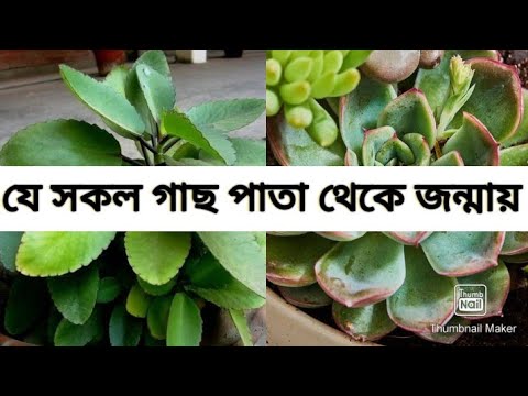 ভিডিও: আলাস্কায় কি ধরনের গাছ জন্মে?