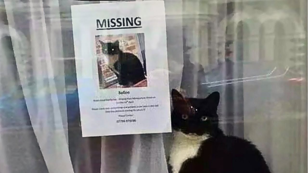 MISSING Cat found after a year... by ACCIDENT! - YouTube