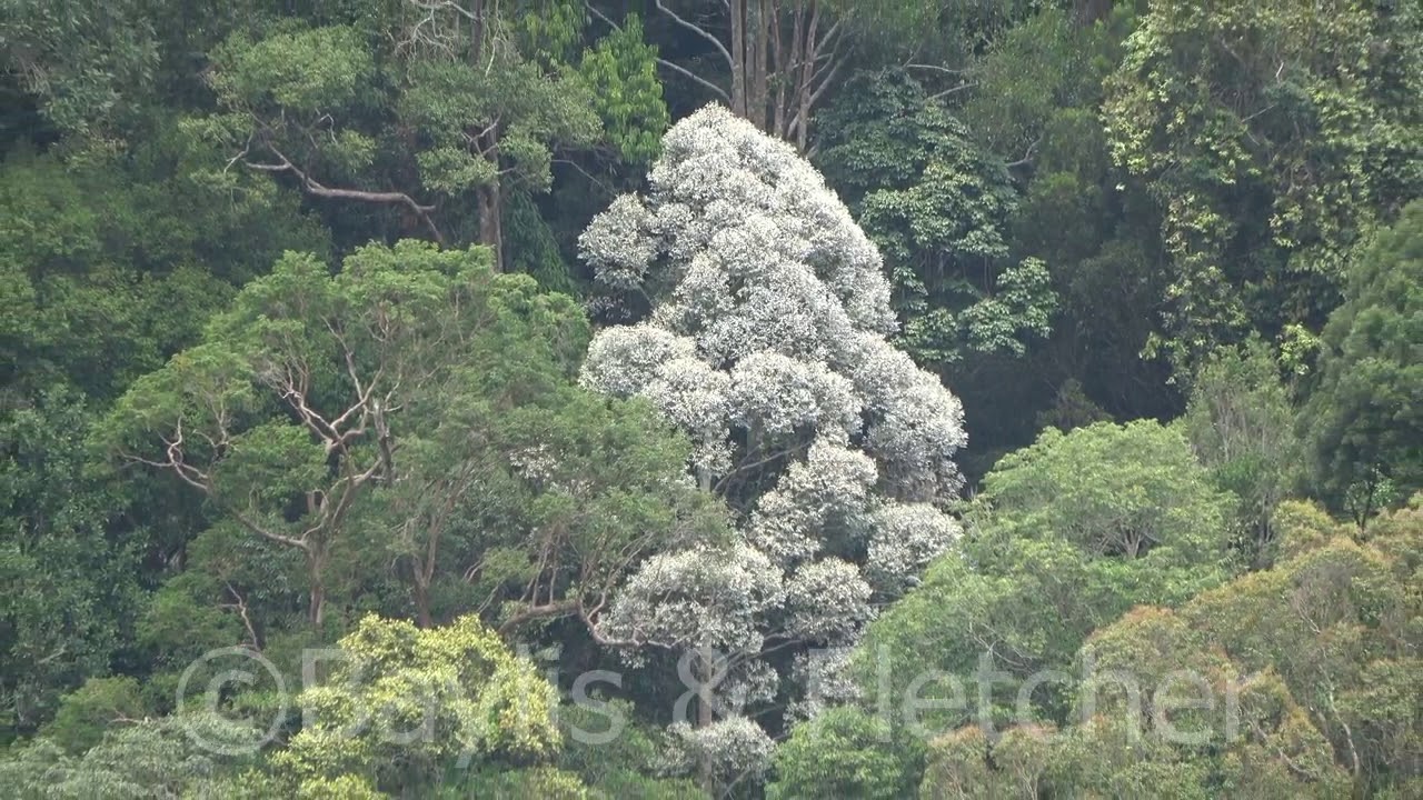 Lowland rainforest, Malaysia. 20200222_115440.uhd