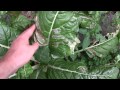 Leaf Miner Symptoms and Treatments