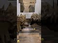 Что где когда смешноевидео юмор смешно прикол собака Comedy Funny смех грязь мем мемы пес Что где когда смешноевидео юмор смешно прикол собака Comedy Funny смех грязь мем мемы пес
