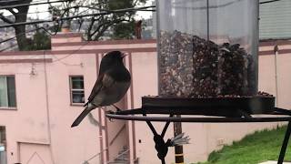 Dark-eyed Junco eating from bird feder