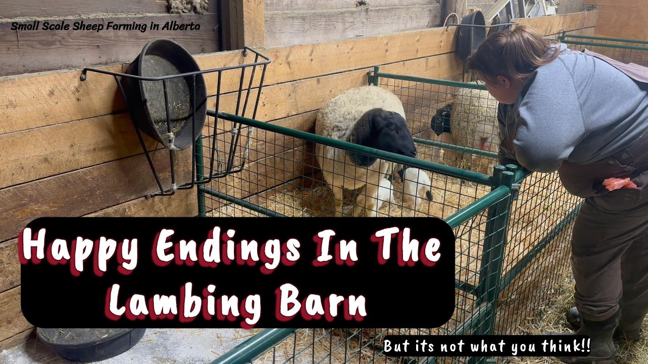 Winter Comes Back with a Vengeance | Happy Tales From the Lambing Barn | vlog69