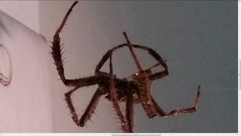 Merfolk Summoner of Wu Jian Part 10 - Dungeon Crawl Stone Soup