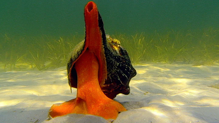 Giant Horse Conch & Burglar Hermit Crabs | Blue Planet | BBC Earth - DayDayNews