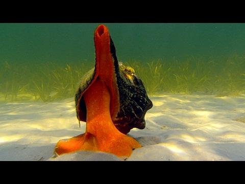 Giant Horse Conch & Burglar Hermit Crabs | Blue Planet | BBC Earth