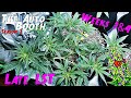 The Auto Booth S2 Ep. 2 | 4 Strain Autoflower Grow Weeks 3 & 4 (Low Stress Training Late!)