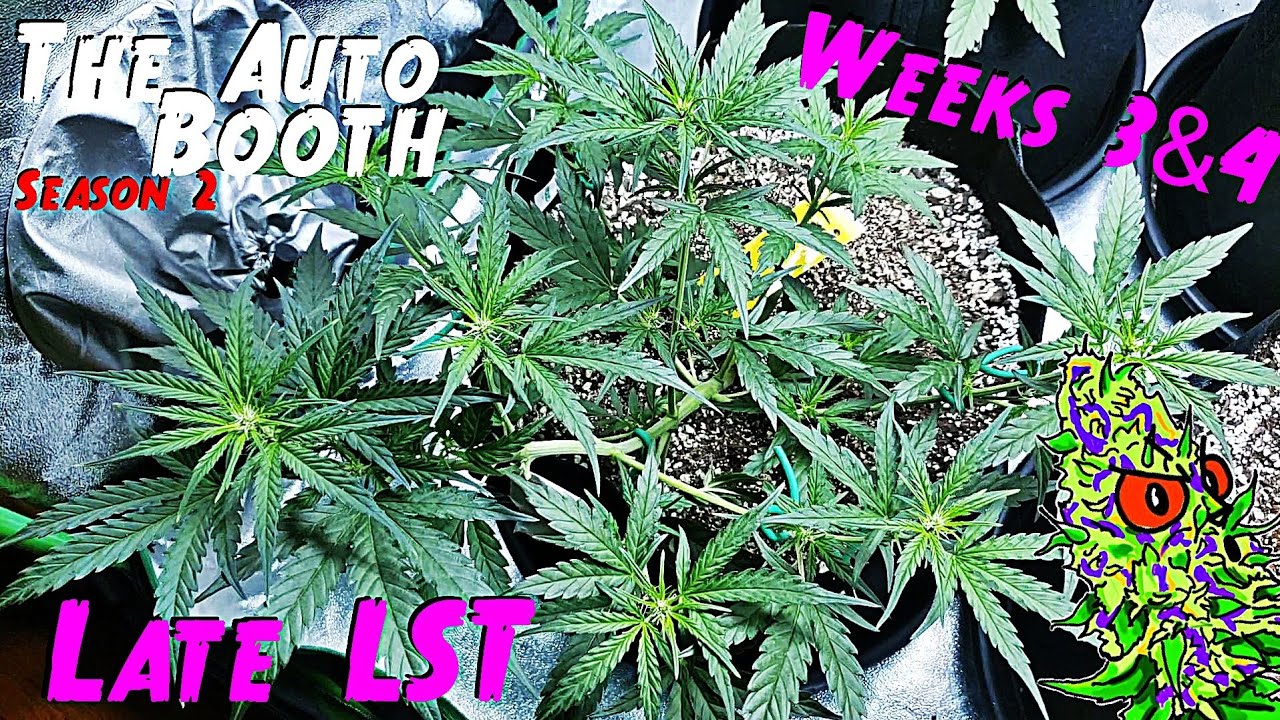The Auto Booth S2 Ep. 2 | 4 Strain Autoflower Grow Weeks 3 & 4 (Low Stress Training Late!)