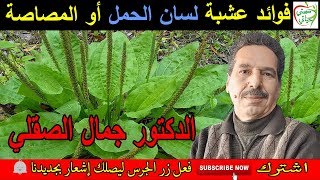 فوائد عشبة المصاصة لعلاج الجروح التبول ضد التجاعيد و التدخين مع الدكتور جمال الصقلي screenshot 4