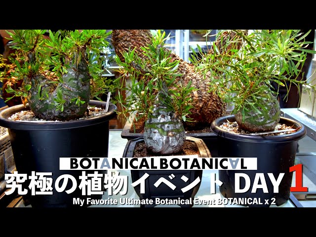 プロトリーフ ゆめが丘ソラトス店 横浜市の植物屋さん