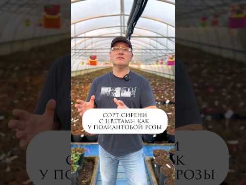 СОРТ СИРЕНИ С ЦВЕТАМИ КАК ПОЛИАНТОВОЙ РОЗЫ загородныйдом рек Flower дом сад питомник рекомендации