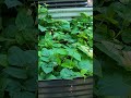 Blackeyed Peas #shorts #growyourownfood  #homegardening  #viral #reels #trending #discover