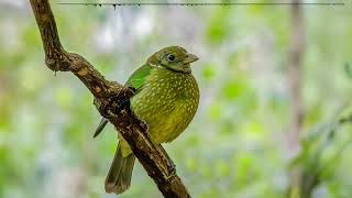 Download Lagu Suara aneh Catbirds MP3