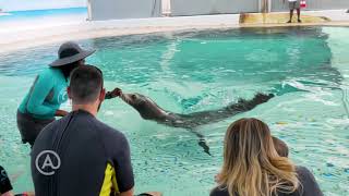 Sea Lion Program  Atlantis Bahamas