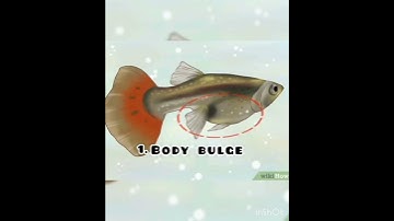 #symptoms of guppy giving birth time #subscribe for more videos and like my video to support me