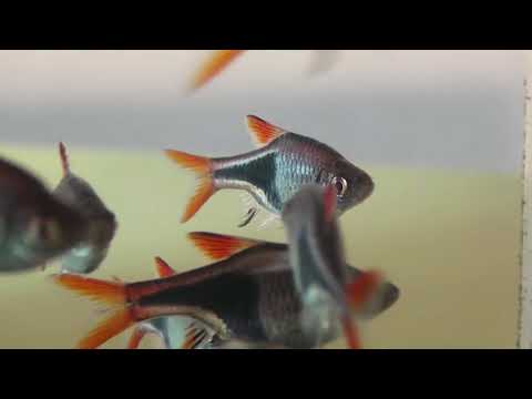 расбора клинопятнистая (rasbora heteromorpha)