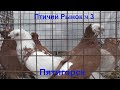 15.03.20. Птичий рынок г. Пятигорск ч 3.The bird market in Pyatigorsk, part 3.