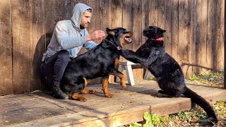 🐆 Luna and Venza 🐕 are walking the owner 🧔🏻 / Is it easy to cope with two black beasts?