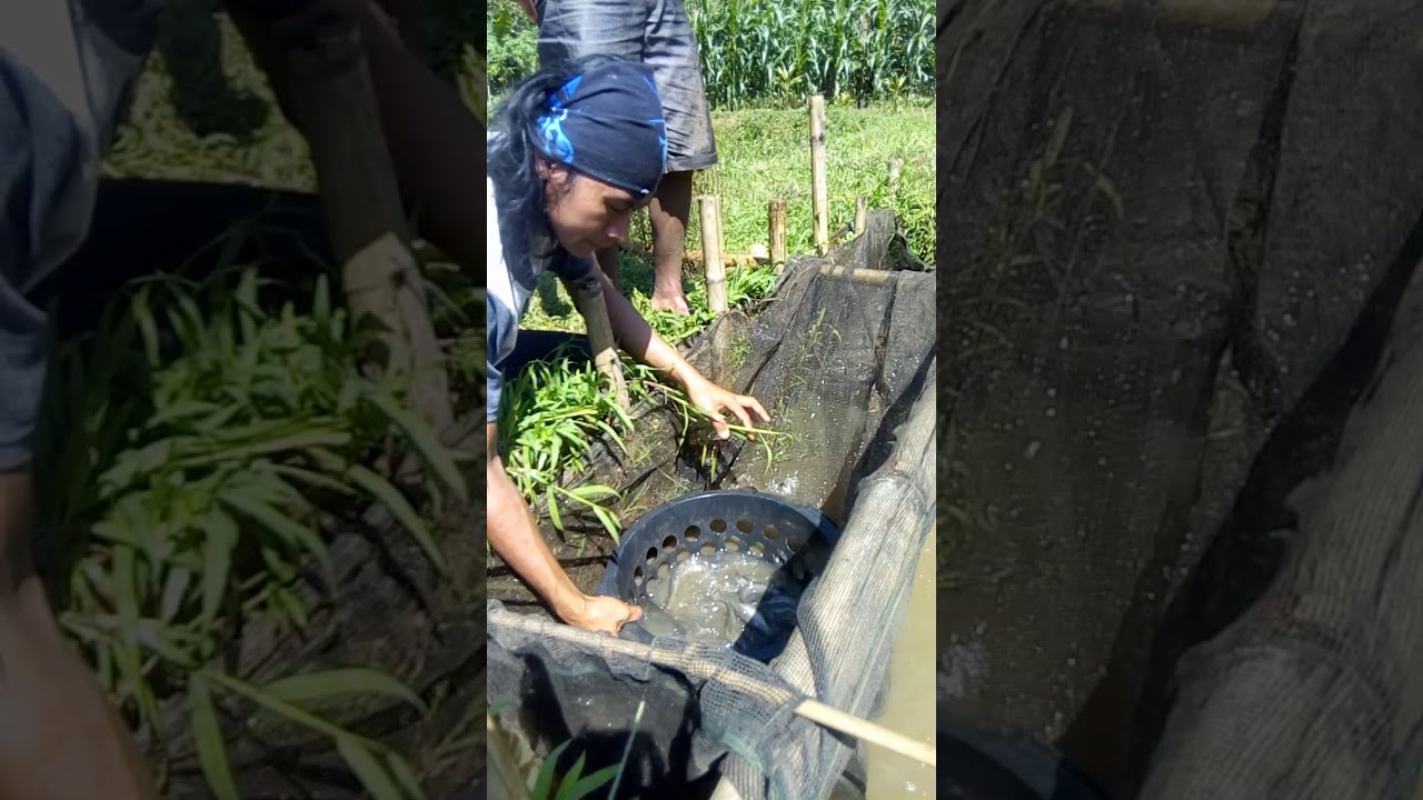 Budidaya lele - YouTube