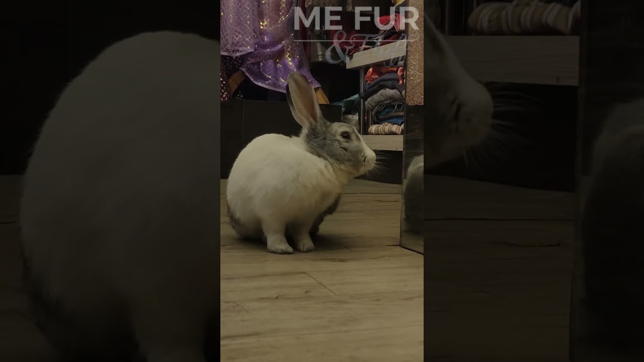 What's your New year Music and move ? 😂🐇😉 