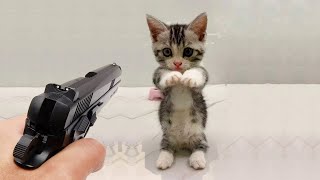 Funniest Animals 2023 😂 Funniest Cats and Dogs 😺🐶 Part 05 - Life Pawty by Life Pawty 858,615 views 1 year ago 10 minutes, 32 seconds