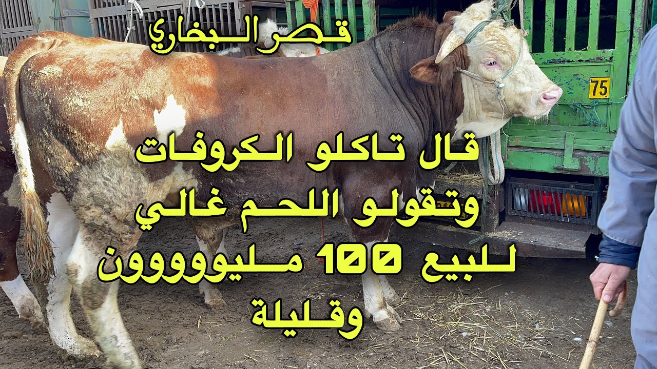 أسعار الأبقار بالجزائر 2022 / سوق قصر البخاري / المدية